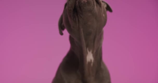 Şirin Amerikan Staffordshire Terrier köpeği burnunu yalıyor, yan tarafa bakıyor ve pembe stüdyo arka planına yaslanıyor. - Video, Çekim
