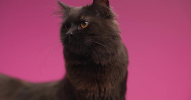 adorable little metis cat with black fur looking to side, sticking out tongue and licking nose and moving tail while looking behind on pink background - Кадры, видео