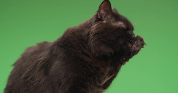 солодкий маленький кіт метиси перед зеленим тлом, сидить у позі збоку, стирчить язиком і облизує лапи, очищає і освіжає
 - Кадри, відео