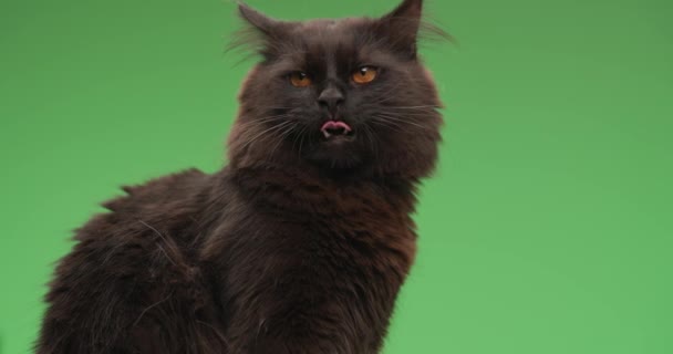 zijaanzicht van schattige zwarte kat steken uit tong, likken neus en vacht en schoonmaken terwijl zitten in de voorkant van groene achtergrond - Video