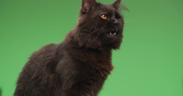 beautiful black kitty sitting in a side view pose, sticking out tongue and licking nose, looking to side and licking fur in front of green background ins studio - Video