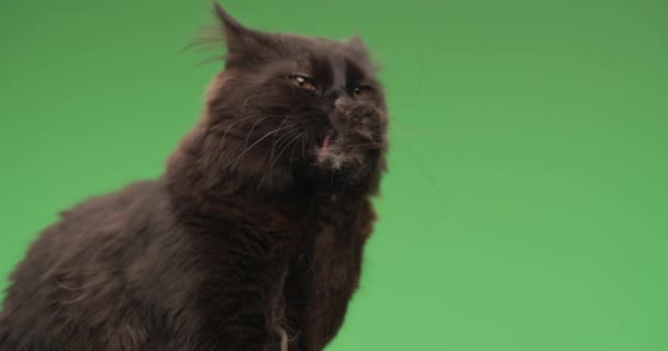 project vide van schattige kleine metis kat met zwarte vacht steken uit tong en likken poten, schoonmaken en verfrissend in de voorkant van groene achtergrond - Video