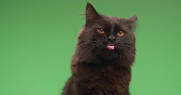 projekt vide rozkošné černé metis koťátko vyčnívající jazyk a lízání nosu při pohledu pryč a sedí na zeleném pozadí - Záběry, video
