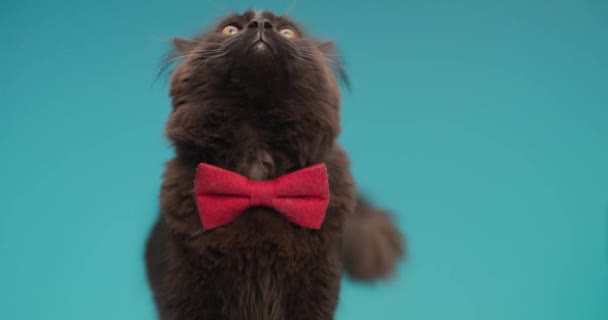 bonito pequeno gato preto com bowtie vermelho olhando para cima e para o lado, lambendo o nariz e saindo da língua na frente do fundo azul no estúdio - Filmagem, Vídeo