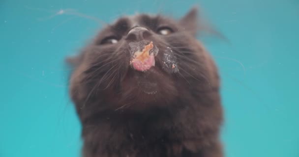 hongerige kleine metis zwarte kat steken uit tong en likken transparante plexiglas in de voorkant van blauwe achtergrond in studio - Video