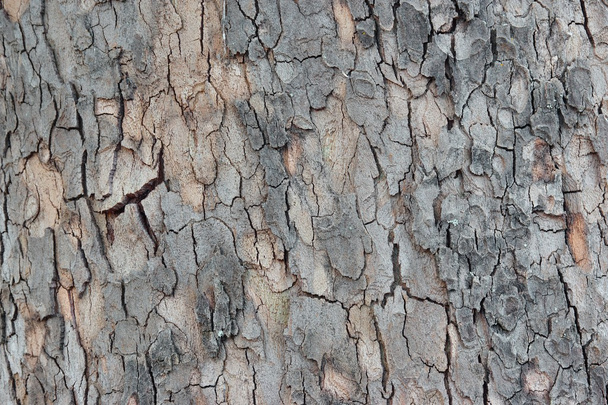 メープルの木の樹皮のクローズ アップ - 写真・画像