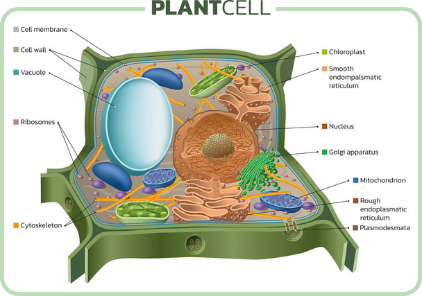 植物細胞の基本構造のベクトル図. - ベクター画像
