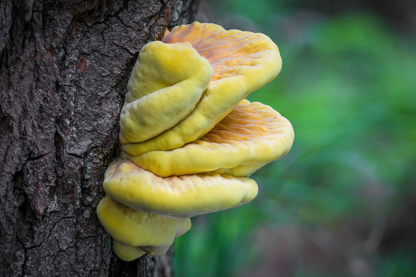 Edible mushroom Laetiporus sulphureus commonly known as crab of woods, sulphur polypore or Chicken of woods on tree trunk - Czech Republic, Europe - Photo, Image
