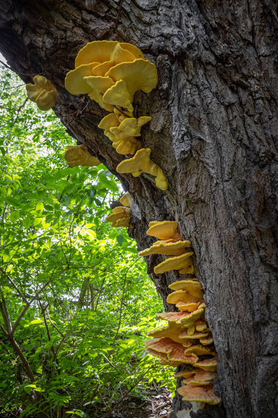 Edible mushroom Laetiporus sulphureus commonly known as crab of woods, sulphur polypore or Chicken of woods on tree trunk - Czech Republic, Europe - Photo, Image