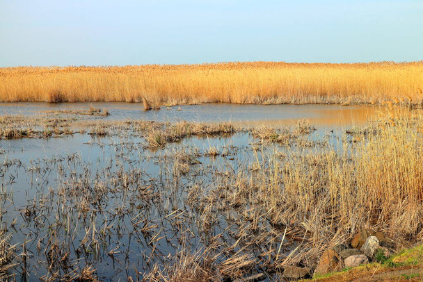Dry reeds (Phragmites) on a shallow lake in wildlife reserve area in early spring - Foto, Imagem