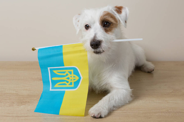 A cute white puppy lies with the flag of ukraine in his mouth, a patriot of the country - Фото, изображение