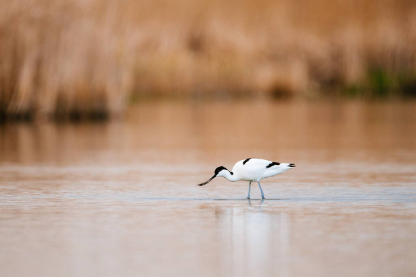 Pied avocet - Suyun içinde Recurvirostra avosetta - Fotoğraf, Görsel