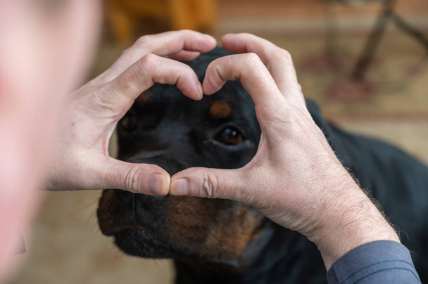 Τα χέρια ενός άντρα δείχνουν το σχήμα της καρδιάς του μπροστά σε ένα μεγάλο μαύρο σκύλο. Ιδιοκτήτης χειρονομίες μπροστά από το ρύγχος ενός ενήλικου αρσενικού Rottweiler. - Φωτογραφία, εικόνα