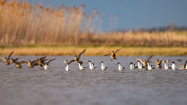 Pied avocets and flying Garganey ducks - Foto, afbeelding