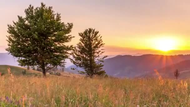 Prachtig bos en grasland bij zonsondergang. De gouden zon raakt de horizon, het einde van de dag. Schieten tijdens het gouden uur. Landrust op de Synevyr-pas, Karpaten, Oekraïne. - Video