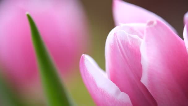 pink tulip close-up, selective focus. Diagonal composition. Nature blurred background - Video, Çekim