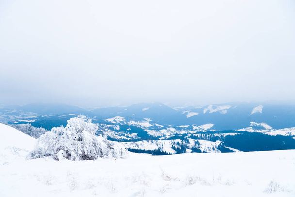 Carpathian mountains, Ukraine. Beautiful winter landscape. The forrest ist covered with snow. - Foto, Imagem