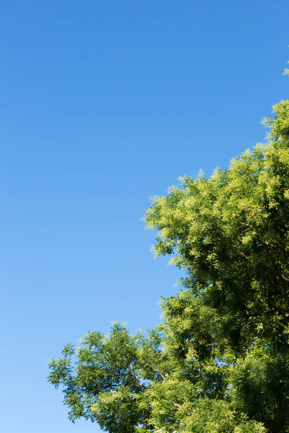 árbol de corona contra el cielo azul, parque natural al aire libre, verano - Foto, Imagen