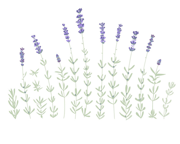 ラベンダーの花の要素のセットです。植物のイラスト。白い背景の上のラベンダーの花のコレクション。ベクトル図の束. - ベクター画像