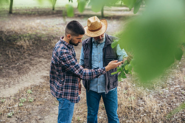 young man and his senior colleague examining trees in walnut orchard - Photo, Image