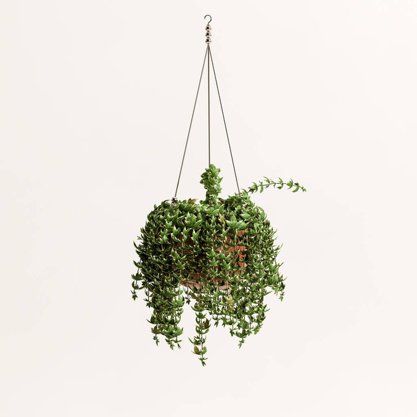 3d illustration of hanging plant isolated on white background - Zdjęcie, obraz