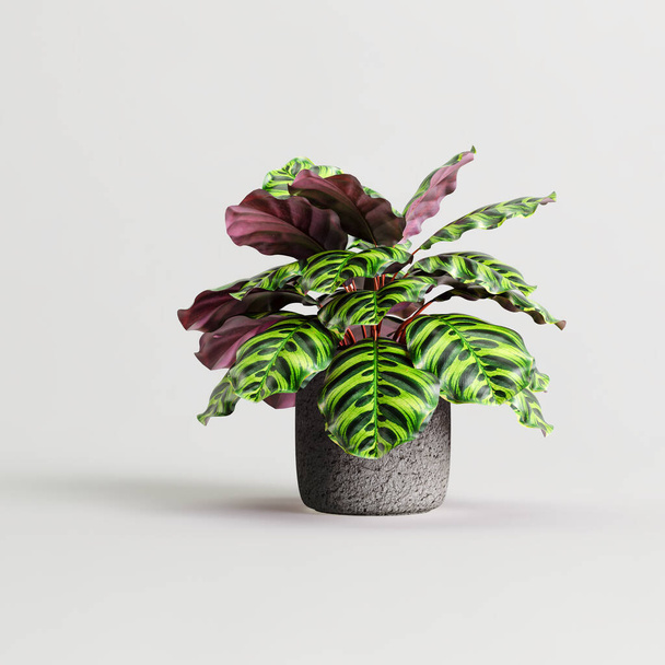 Illustration 3D de plantes d'intérieur isolées sur fond blanc - Photo, image