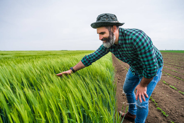 Happy farmer is looking at his growing wheat field. - Φωτογραφία, εικόνα