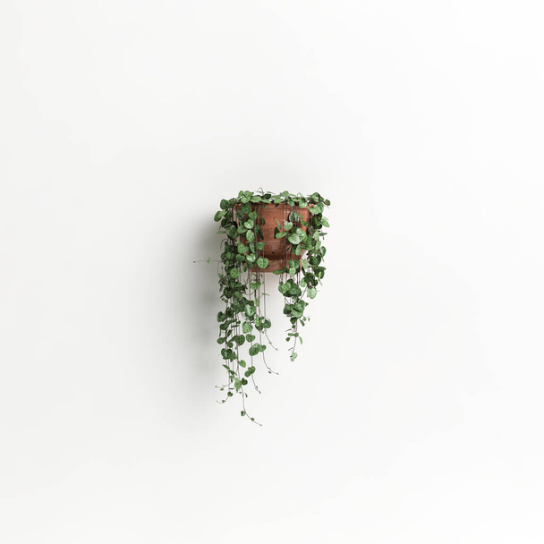 3D ilustrační stěna květináč rostliny izolované na bílém pozadí - Fotografie, Obrázek