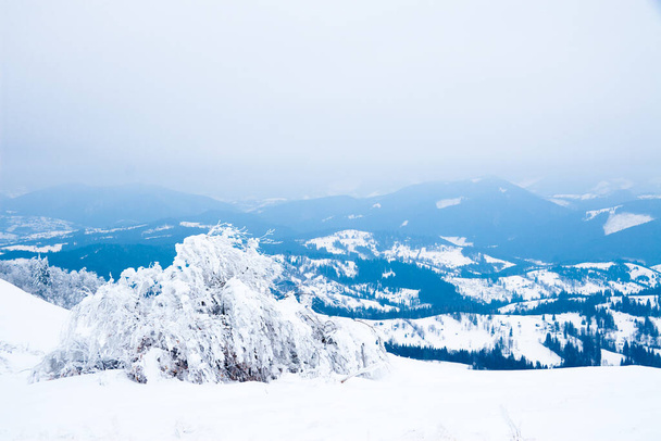 Carpathian mountains, Ukraine. Beautiful winter landscape. The forrest ist covered with snow. - Foto, Imagem