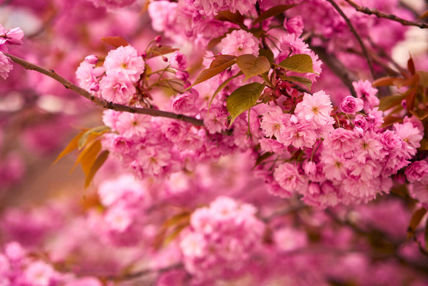 Blossom tree with branch of pink flowers background. Blooming spring stems - Fotoğraf, Görsel