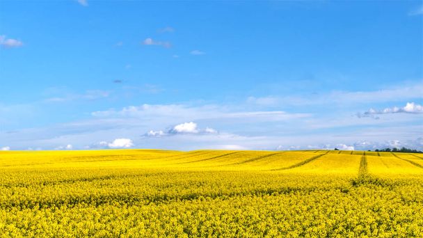 Beautiful cultivated field with yellow rapeseed in blossom on a sunny day - Photo, image