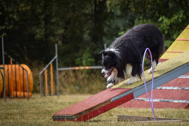Собака в балансе ловкости луча. Удивительный день на чешских соревнованиях по ловкости. Они эксперты среднего звена, значит А2.. - Фото, изображение