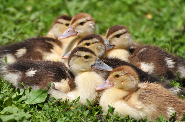 Young offspring of musk ducks, Cairina moschata - Foto, Bild
