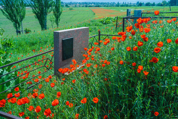 Tombstone in a field with natural scarlet poppies. Empty space for recording. - Zdjęcie, obraz