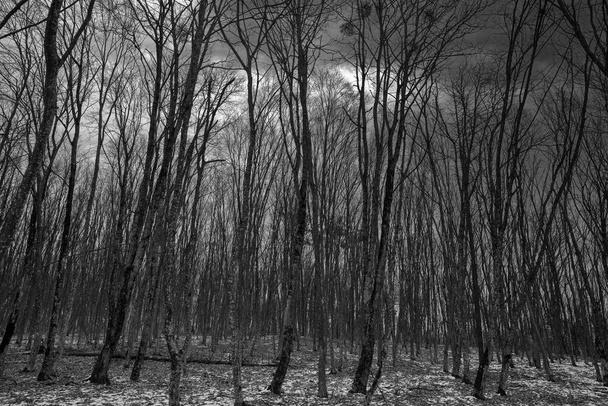 gloomy forest winter landscape at dusk. scaring trees and snow - Zdjęcie, obraz