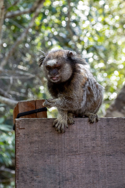 Πορτρέτο της μαύρης-φουντωτής μάρμοσετ επίσης γνωστή ως Mico-Estrela ή sagui. Είναι μια τυπική μαϊμού από την κεντρική Βραζιλία. Είδος Καλλιθριξ πενικιλάτα. Εραστής ζώων. Άγρια ζωή. - Φωτογραφία, εικόνα