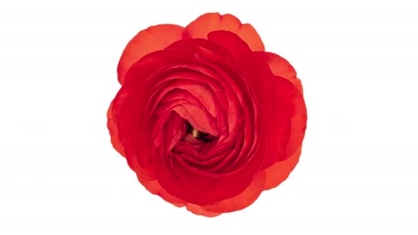 4K Time Lapse red ranunculus flower - Materiaali, video