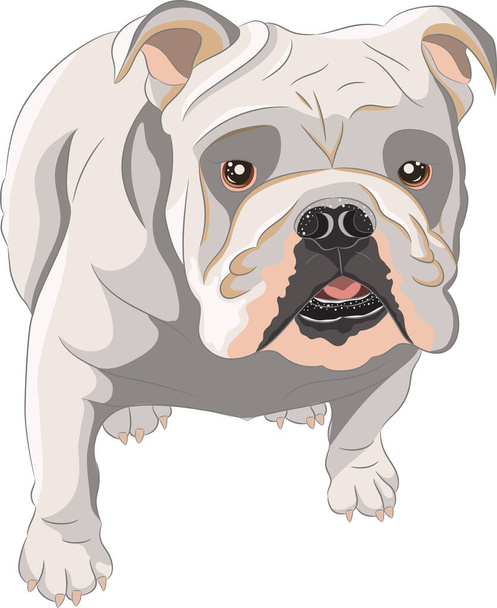 Vector drawing of a small white English bulldog. - Vector, imagen