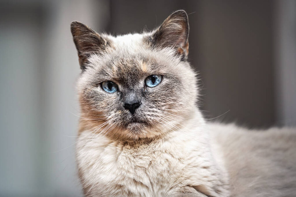 Older gray cat with piercing blue eyes, closeup detail - Fotó, kép
