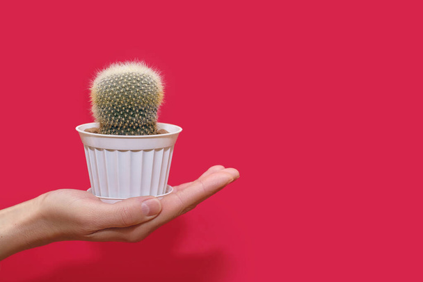 Una mano humana sostiene un pequeño cactus decorativo en una olla blanca sobre un fondo rojo. A una planta espinosa de hoja perenne perteneciente al género de los cactus le encanta el calor. Espacio libre para texto - Foto, imagen
