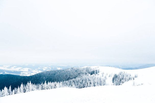 Καρπάθια βουνά, Ουκρανία. Όμορφο χειμερινό τοπίο. Ο δασικός τομέας καλύπτεται με χιόνι. - Φωτογραφία, εικόνα