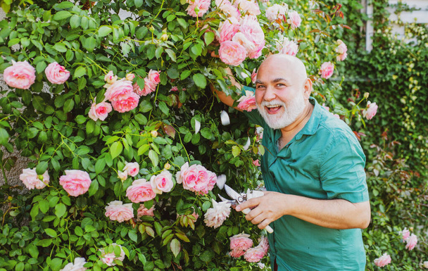 Senior man in garden or backyard cutting roses. Hobby concept. Gardener with spring flowers. Grandfather working outdoor. - 写真・画像