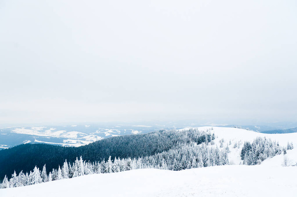 Carpathian mountains, Ukraine. Beautiful winter landscape. The forrest ist covered with snow. - Foto, afbeelding