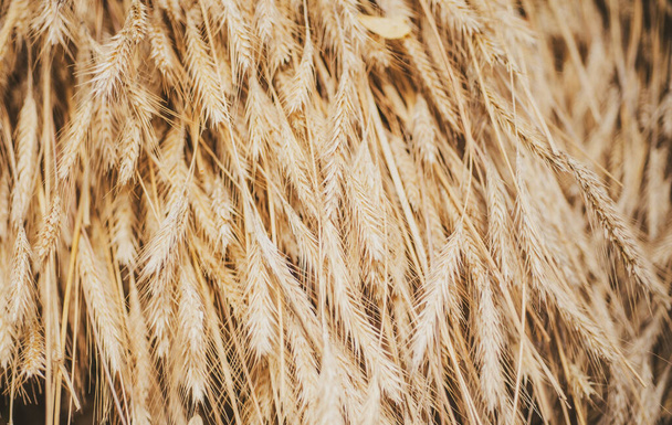 Close-up of dry hay, background. Sale for entire autumn collection, incredible discounts and wonderful choice. An autumn holiday in the farm. Advertises natural products. - Foto, imagen