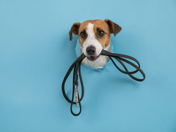 The head of a Jack Russell Terrier dog sticks out through a hole in a paper blue background with a leash in his teeth. - Zdjęcie, obraz