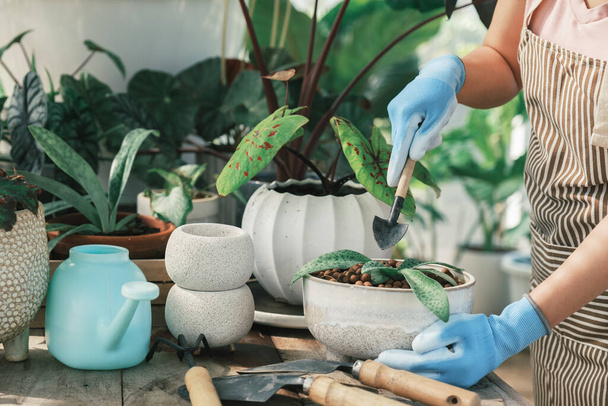Young woman gardeners transplanting plant in ceramic pots. - Photo, Image