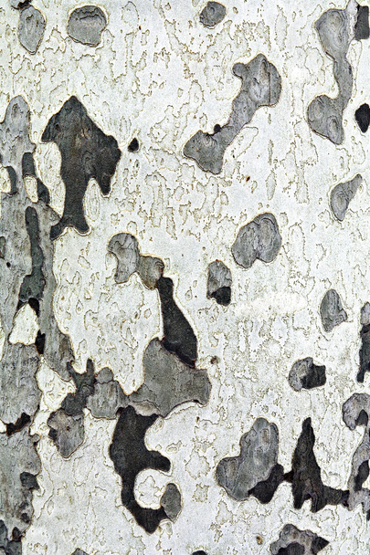 Pattern of plane bark on tree - Фото, изображение