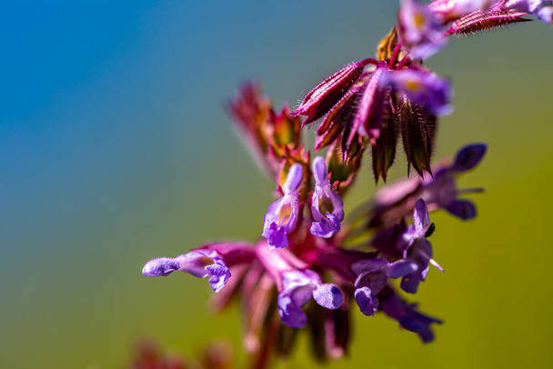 Salvia verticillata kukka kasvaa niitty, lähikuva ampua - Valokuva, kuva