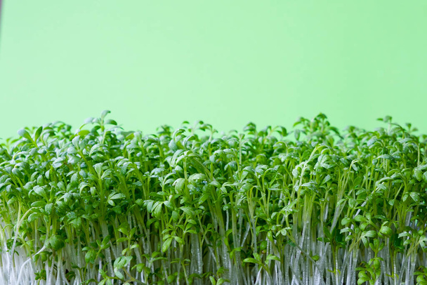 Green fresh leaves of cress salad, watercress microgreens close up with soft focus. Homegrown herbs. Healthy nutritious super food concept - Zdjęcie, obraz
