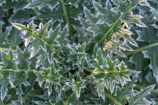 Onopordum acanthium. De textuur van groene bladeren met spikes. Onkruid. Natuurlijke achtergrond. Selectieve focus. - Foto, afbeelding
